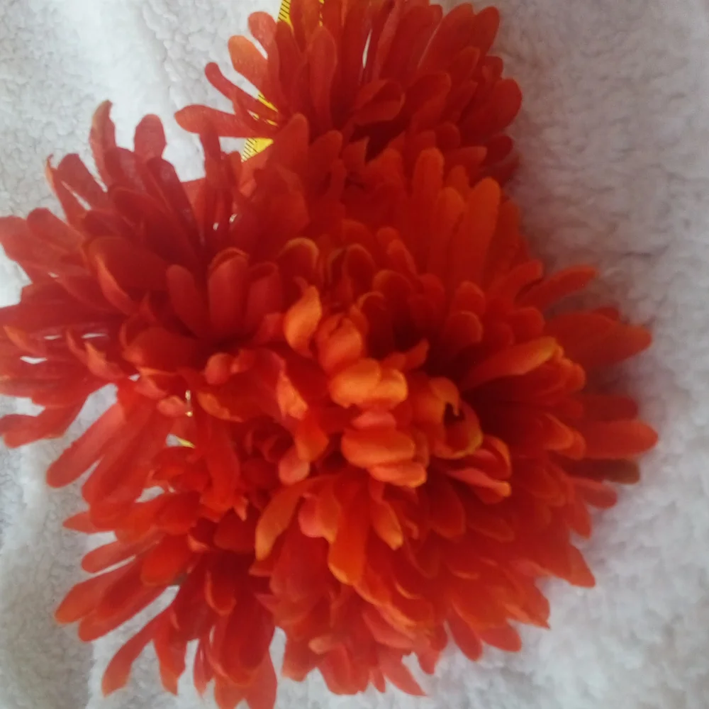 Orange Mums